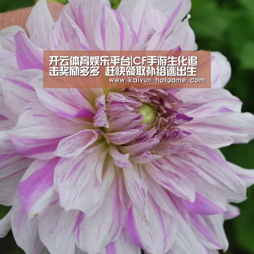 开云体育娱乐平台|CF手游生化追击奖励多多 赶快领取补给逃出生天!(图2) 开云电竞娱乐平台